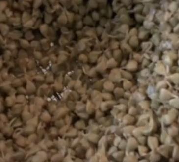 Raw Buckwheat Groats: Best For Body Health Video