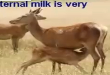 Facts About Drinking Milk Video