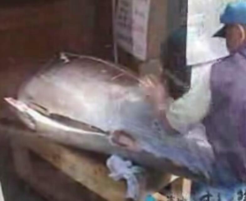 Cutting Tuna Fish Video