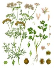 I Hate Cilantro