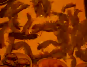 Food In Hongkong Video